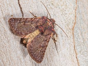 Metopoceras felicina