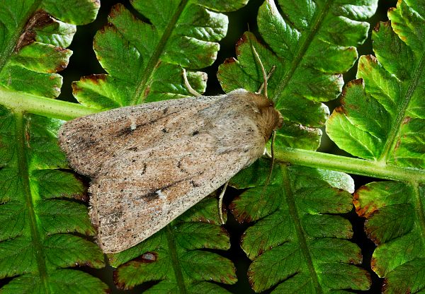 Mythimna ferrago