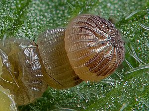 Ochropleura plecta