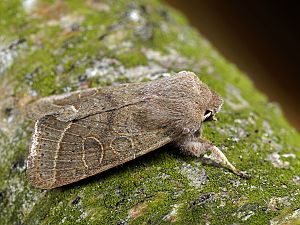 Orthosia cerasi