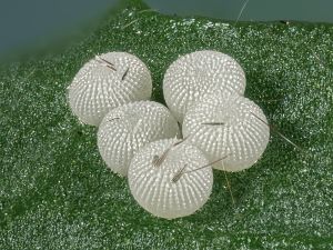 Orthosia gothica