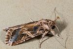 Bunte Seidenglanzeule Spodoptera littoralis