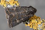 Tholera cespitis