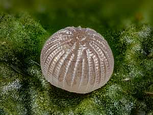 Xestia sexstrigata