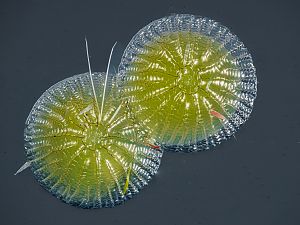 Pseudoips prasinana