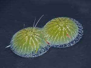 Pseudoips prasinana