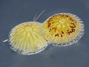 Pseudoips prasinana