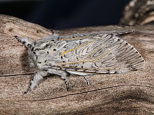 Cerura vinula