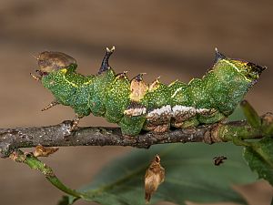 Harpyia milhauseri