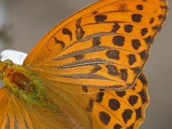 Argynnis paphia