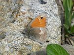 Coenonympha pamphilus