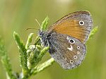 Coenonympha tullia