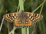 Euphydryas aurinia