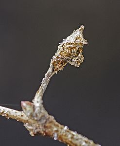 Limenitis camilla