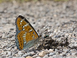 Limenitis populi - Groer Eisvogel