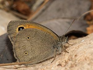 Maniola telmessia