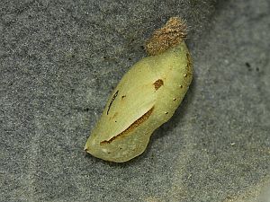 Maniola telmessia