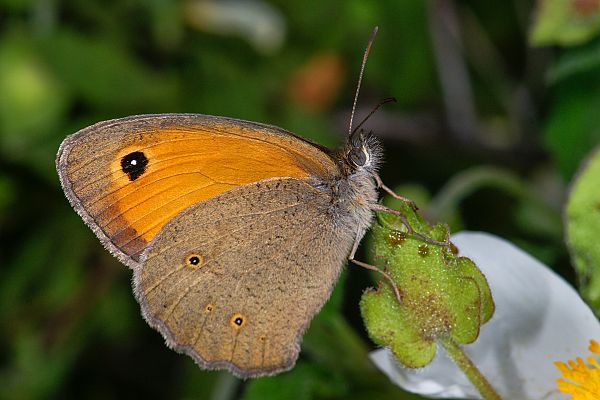 Maniola telmessia