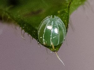 Nymphalis c-album