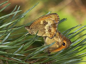 Pyronia tithonus