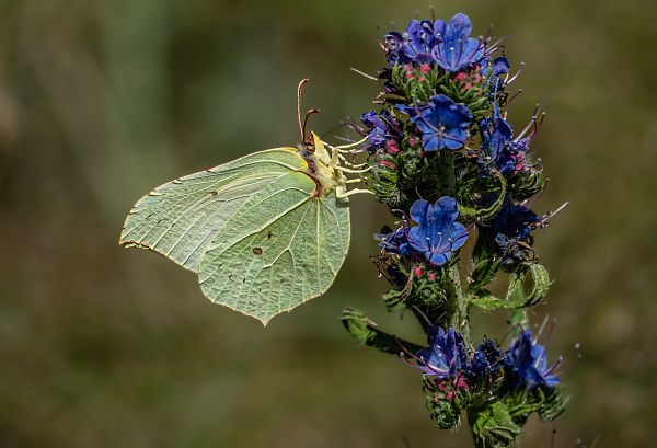 Gonepteryx rhamni