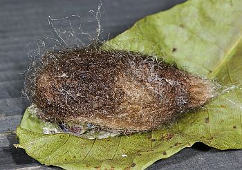Saturnia pyri