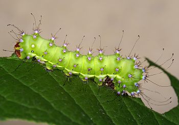 Saturnia pyri