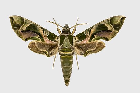 Daphnis nerii