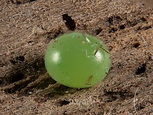Sphinx ligustri Ei