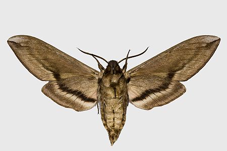Sphinx ligustri