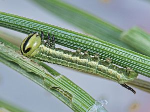 Sphinx pinastri