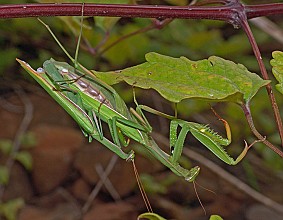 Mantis religiosa Kopula
