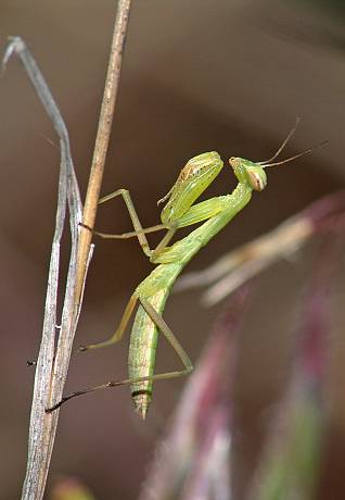 Mantis religiosa L2