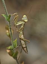 Mantis religiosa L1