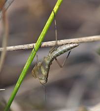 Mantis religiosa L1