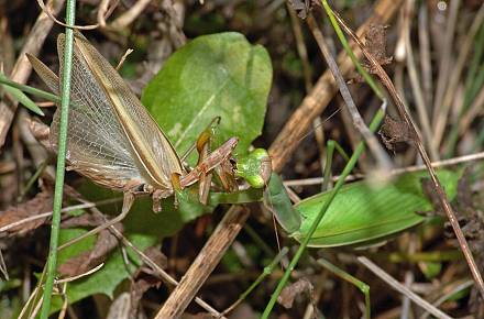Mantis religiosa Fressen