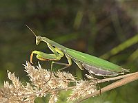 Mantis religiosa
