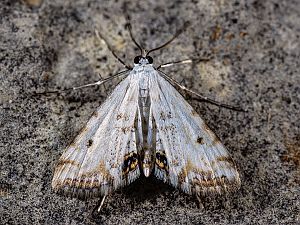 Cataclysta lemnata