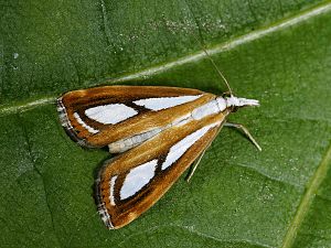 Catoptria permutatella