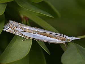 Crambus pascuellus