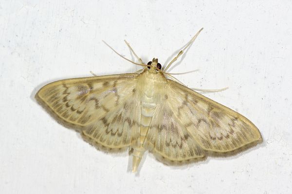 Perinephela lancealis