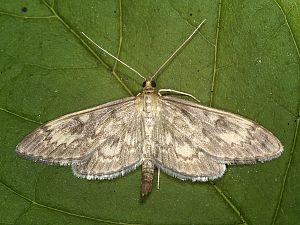 Perinephela lancealis