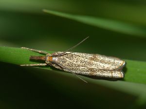 Thisanotia chrysonuchella