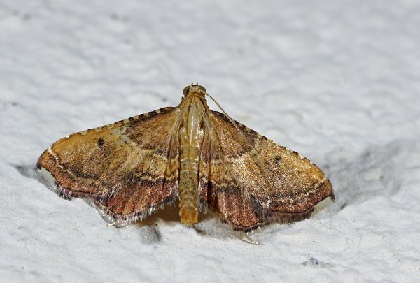 Endotricha flammealis