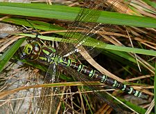 Aeshna cyanea
