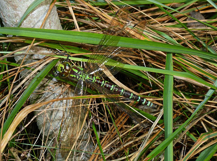 Aeshna cyanea
