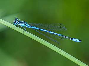 Coenagrion puella