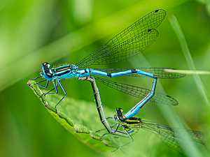 Coenagrion puella