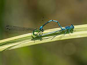 Coenagrion puella