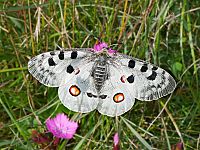 Parnassius apollo